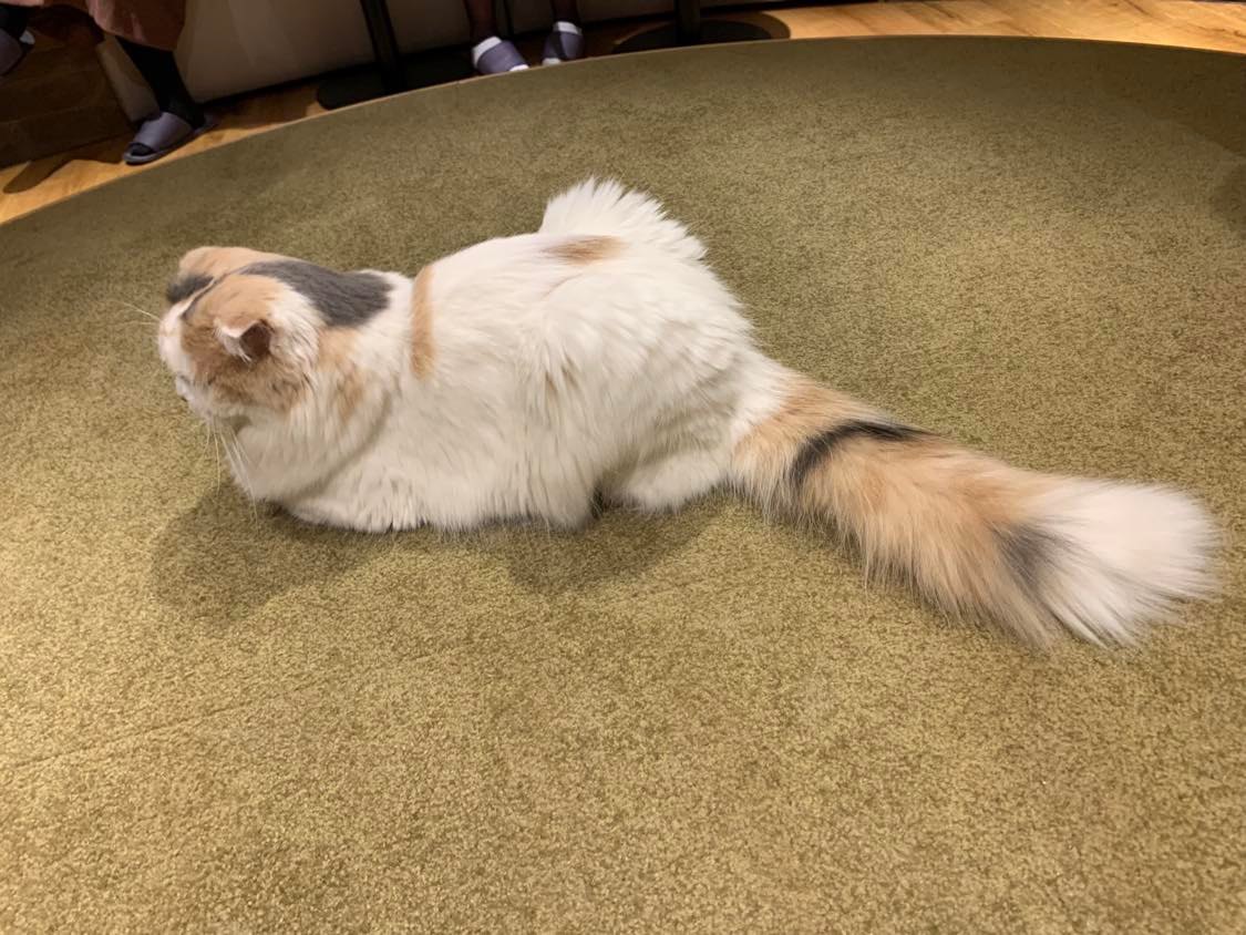 neko2