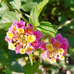 ranan　8月③ 12/14（火）七変化する花 | スタッフブログ