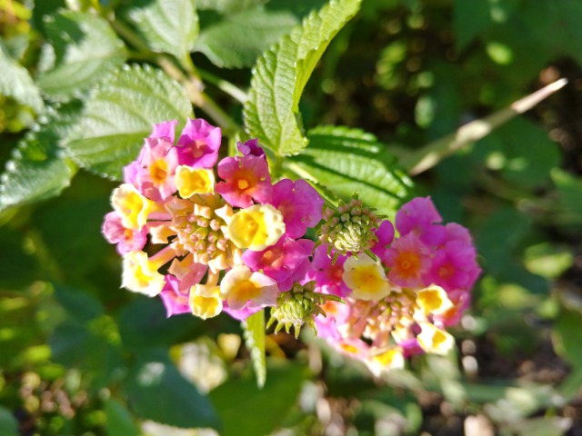 12 14 火 七変化する花 スタッフブログ