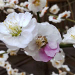 4/7（木）梅まつりで猿に遭遇しました。