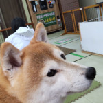 6/16（木）小豆柴カフェに行きました。