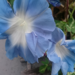 ８/15（月）     朝顔
