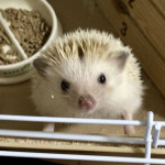 8/7（月）ハリネズミ　飼うのにいくらぐらいかかる？