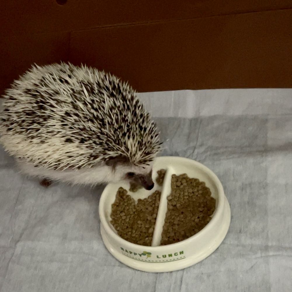 ハリネズミ5