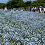 8/3(木)　ひたち海浜公園にネモフィラを見に行きました！