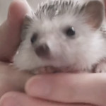 10/6（金）ハリネズミにはどんな色の種類があるの？