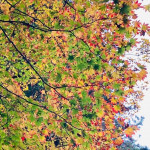 11/30（木）紅葉狩りに日光へ