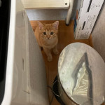 12/8（金）家に猫がやってきた