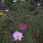 12/25（月）秋桜