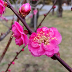 1/31（水）早咲きの梅の花を見に行きました。
