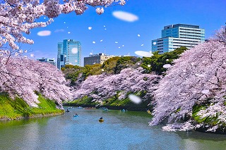 Chidorigafuchi - sakura