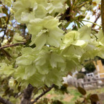 4/23（火）八重桜のお花見を満喫しました。