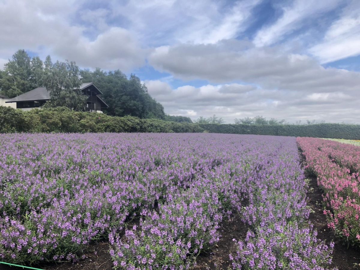 ラベンダー③
