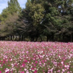 11/1（金）　秋の花