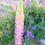 1/6（月）オオカミの花？