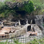 3/3(月)　やっぱりペンギン