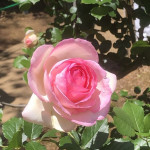 5/26（月）春が来た！花も来た！