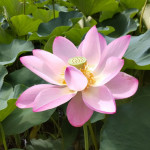 7/25（金）早朝に蓮の花を観賞しました。