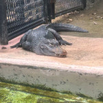 10/27(月) 熱川バナナワニ園に行ってきました!!