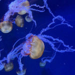 11/18（火）水族館に行きました。