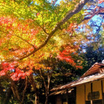 11/28（金）都心で味わう極上の秋 東京都庭園美術館で圧巻の紅葉と20m超えのイチョウ