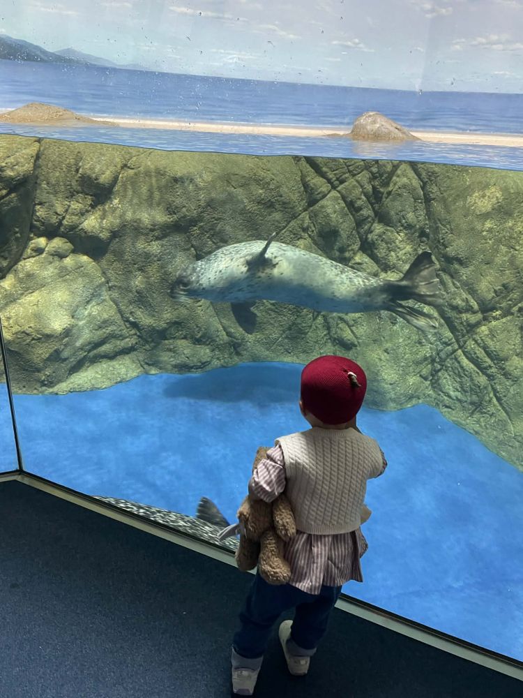 えのすい アザラシ