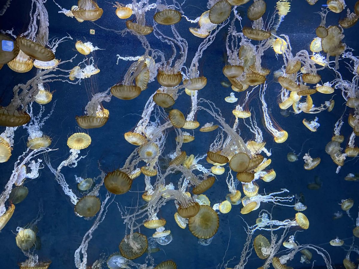 えのすい クラゲ