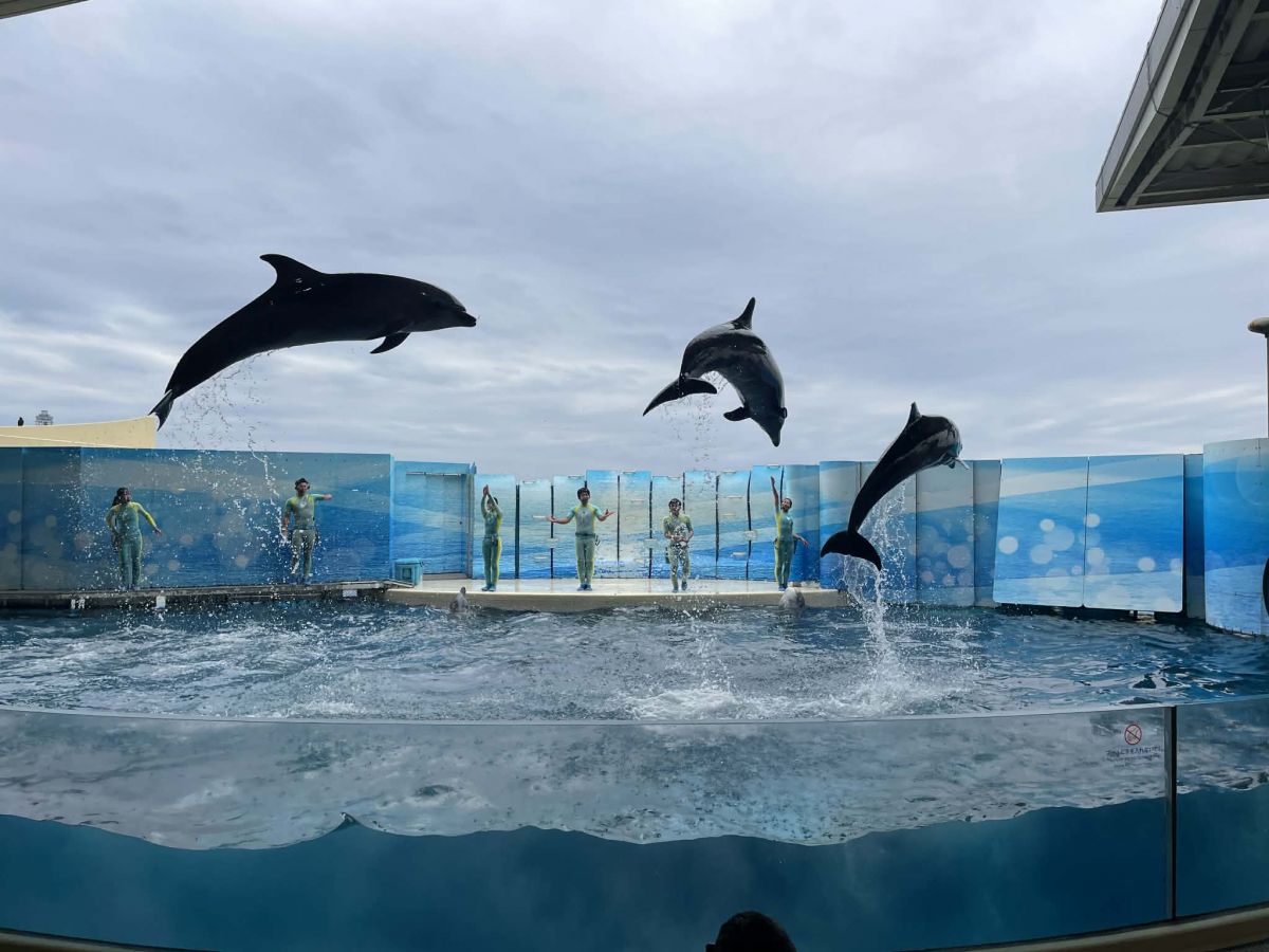 えのすい イルカショー