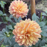 11/7(金)神聖な花