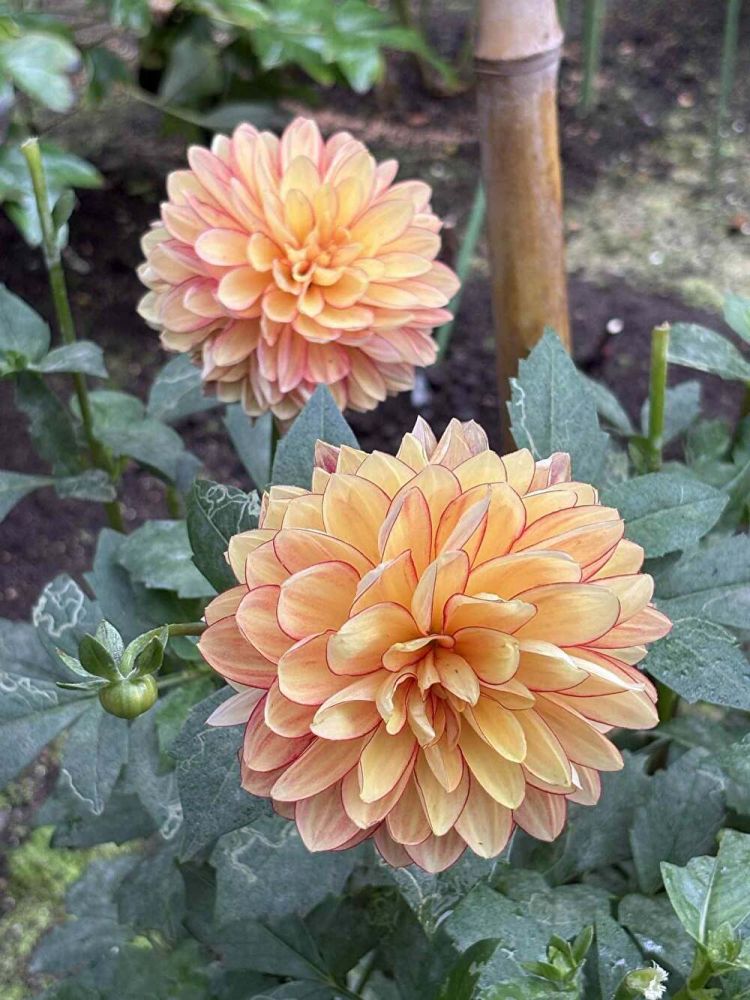 REXa9LyiBtVIzFc1762509998