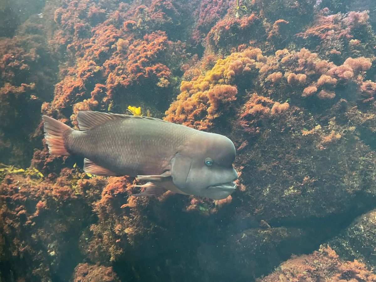 えのすい コブダイ