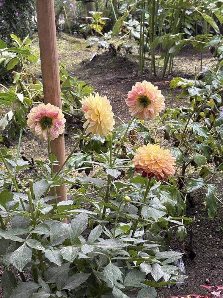 uXFjU0tHyJ92HqI1762510049