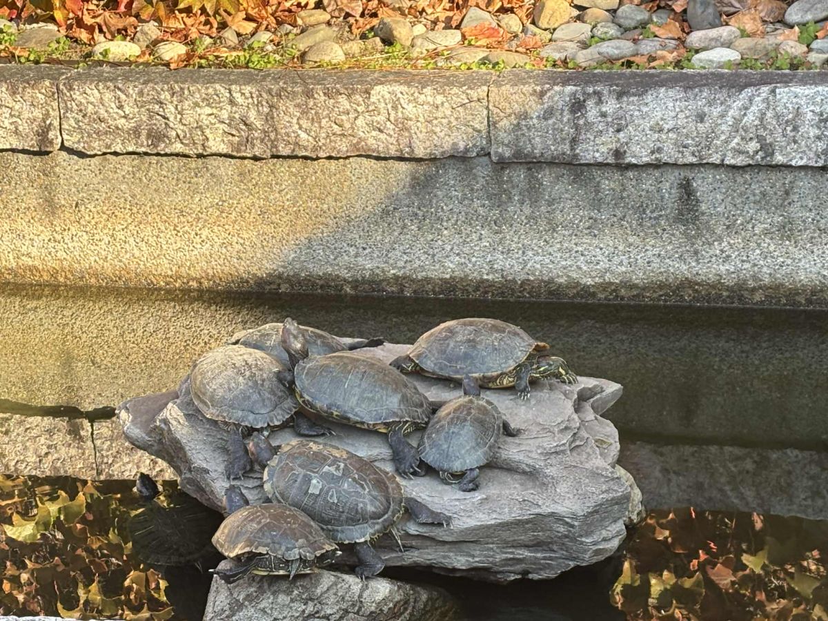 7cc1f8cd-1436-41b2-82ba-f7ae239ef9f0