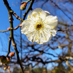1/16(金)梅の花が開花しています。