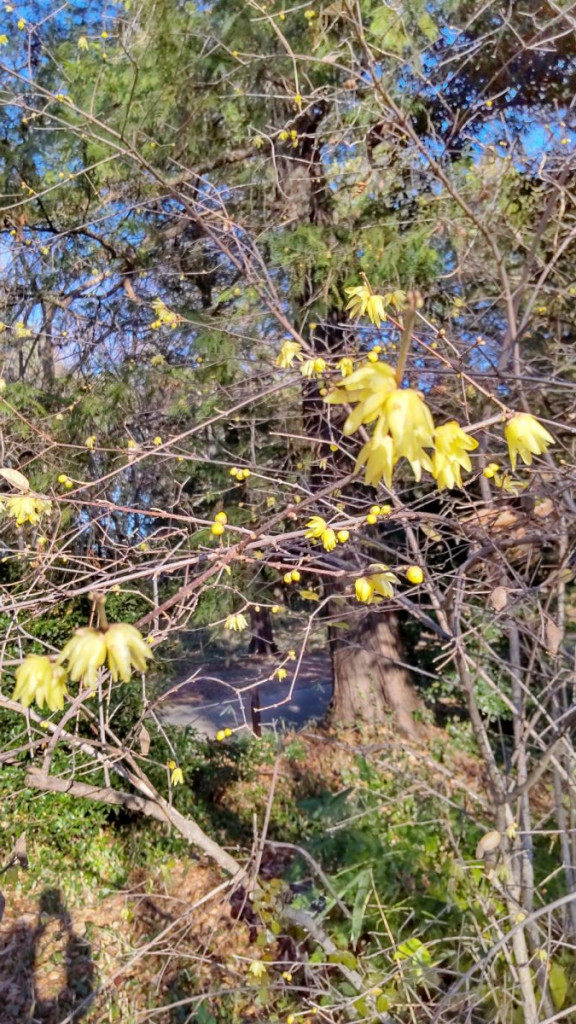 HORIZON_0001_BURST20260110145039761_COVER