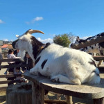 1/8（木）マザー牧場で、アニマルセラピー？