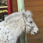 2/25（水）午年なので、馬に会いにいってみた！