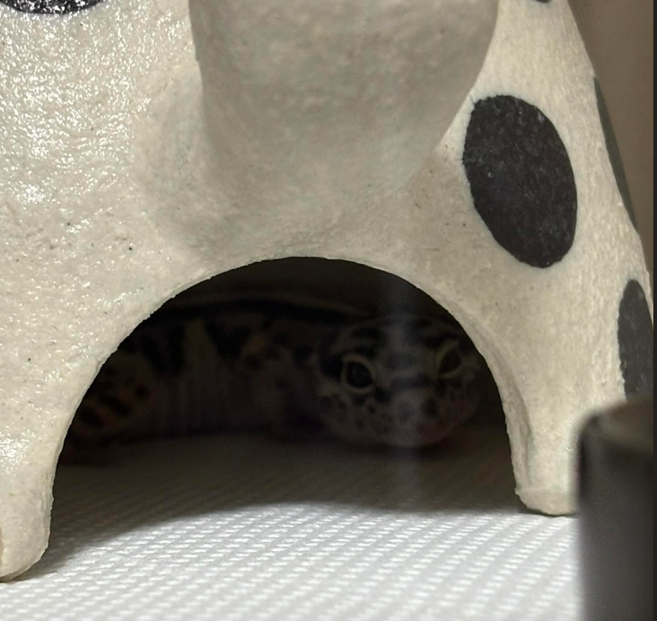 スクリーンショット 2026-02-16 181322