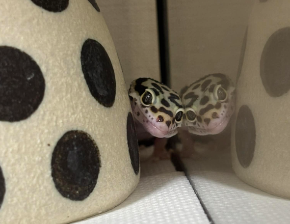 スクリーンショット 2026-02-16 180515