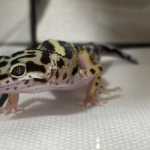 2/16(月)個体差っておもしろい。