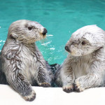 2/20(金)関西旅行に行きました(動画あり)!鳥羽水族館/ドールミュージアム/都市伝説展