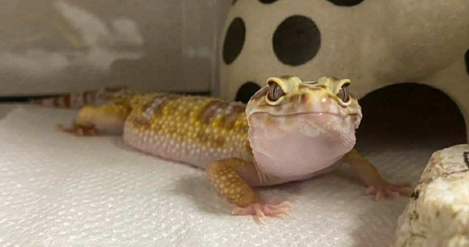 スクリーンショット 2026-02-16 180605