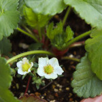 3/25（水）芽吹の季節