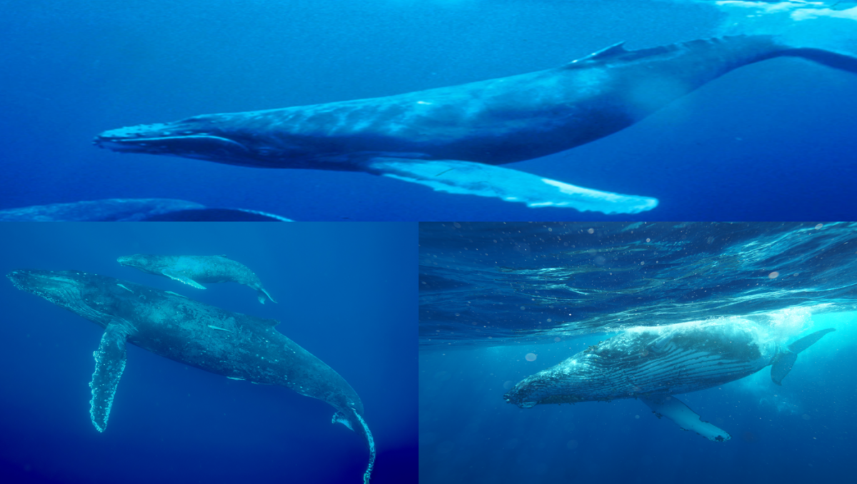 amami kujira
