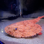 5/15（金）もはや人展覧会⁉︎新江ノ島水族館とたまごっちコラボ