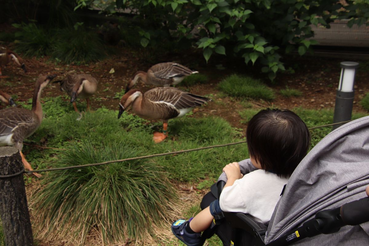 Image-_6_