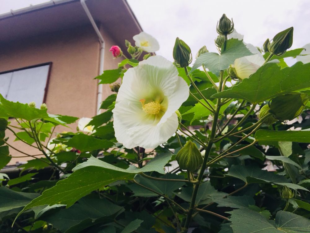 4 2 木 花の色が変化する ナビットブログ