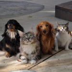 ノーベル賞と意外な関係！？動物病院の件数推移。