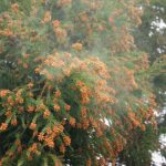 最新の「花粉症」対策とは！？ 全国の主婦にアンケート調査！