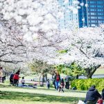 コロナ禍での「お花見」の楽しみ方とは？